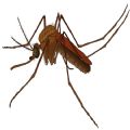 ӲɱMosquito HuntϷ׿ v1.0