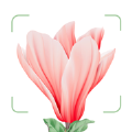 BlossomAPP°ƽ̨ v1.0